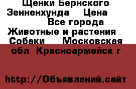 Щенки Бернского Зенненхунда  › Цена ­ 40 000 - Все города Животные и растения » Собаки   . Московская обл.,Красноармейск г.